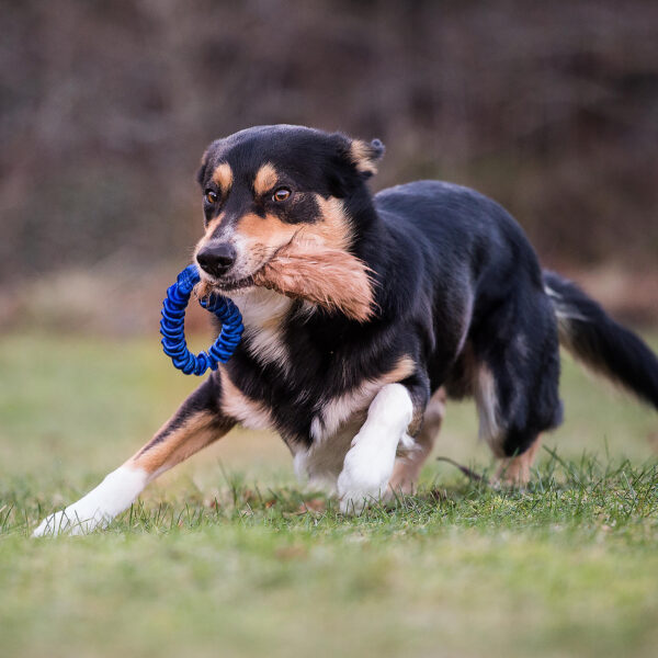 doggie zen bungee treenipatukka kaninkarvalla koiran suussa