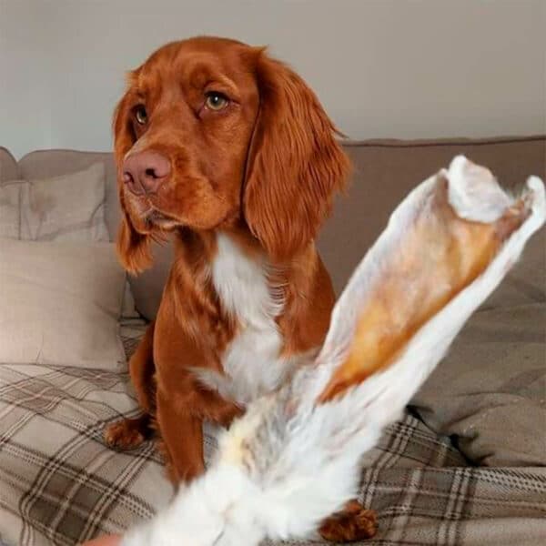 Ruskea koira odottaa sohvalla karvallista JR Pet Jäniksenkorvaa.