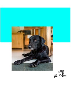 JR-Koiran koulutuksessa Paikalle rauhoittuminen harjoitellaan rennon tunnetilan yhdistämistä makuuasentoon.