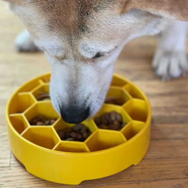Koira syö nappuloita Honeycomb kulhosta.