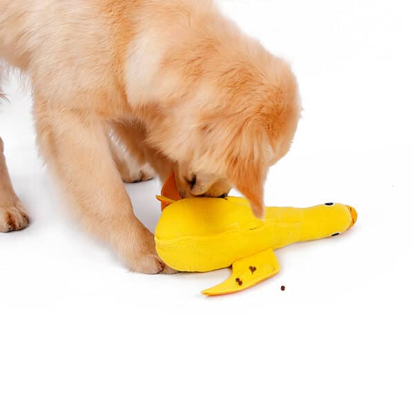 Koira tutkii keltaista ankka aktivointilelua.