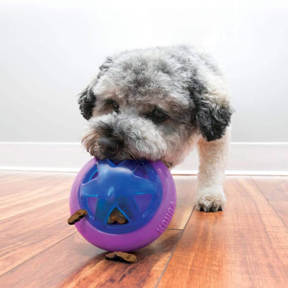 Kong Hopz Ball koira leikkii aktivointipallolla.