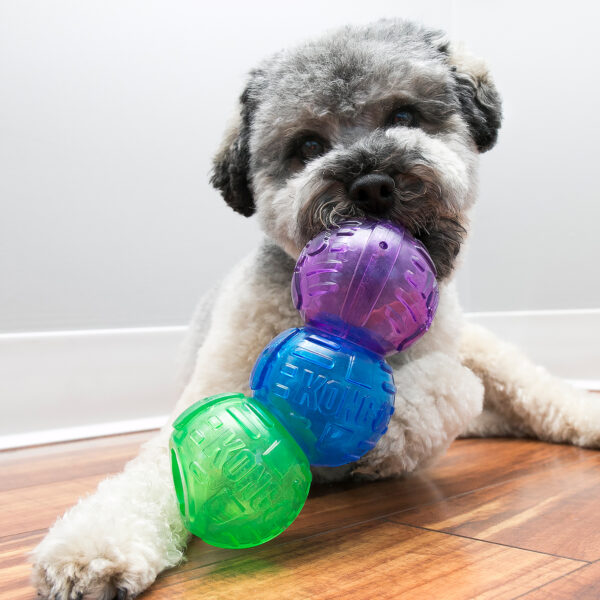 Koiran aktivointipallo Kong Lock-it. Koira leikkii pallolla.