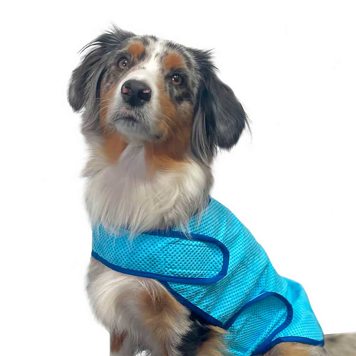 Nobby Cooling Vest viilennysliivi puettuna koiran päälle.