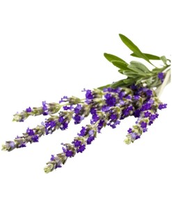 Nosework hydrolaatti laventelin kaunis kukka pakataan pipettipulloon.