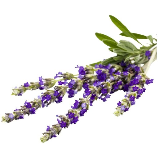 Nosework hydrolaatti laventelin kaunis kukka pakataan pipettipulloon.