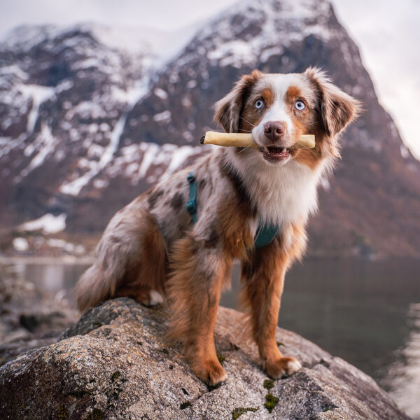 RAUH! Moose Combo puruherkku kauniin, sinisilmäisen koiran suussa.