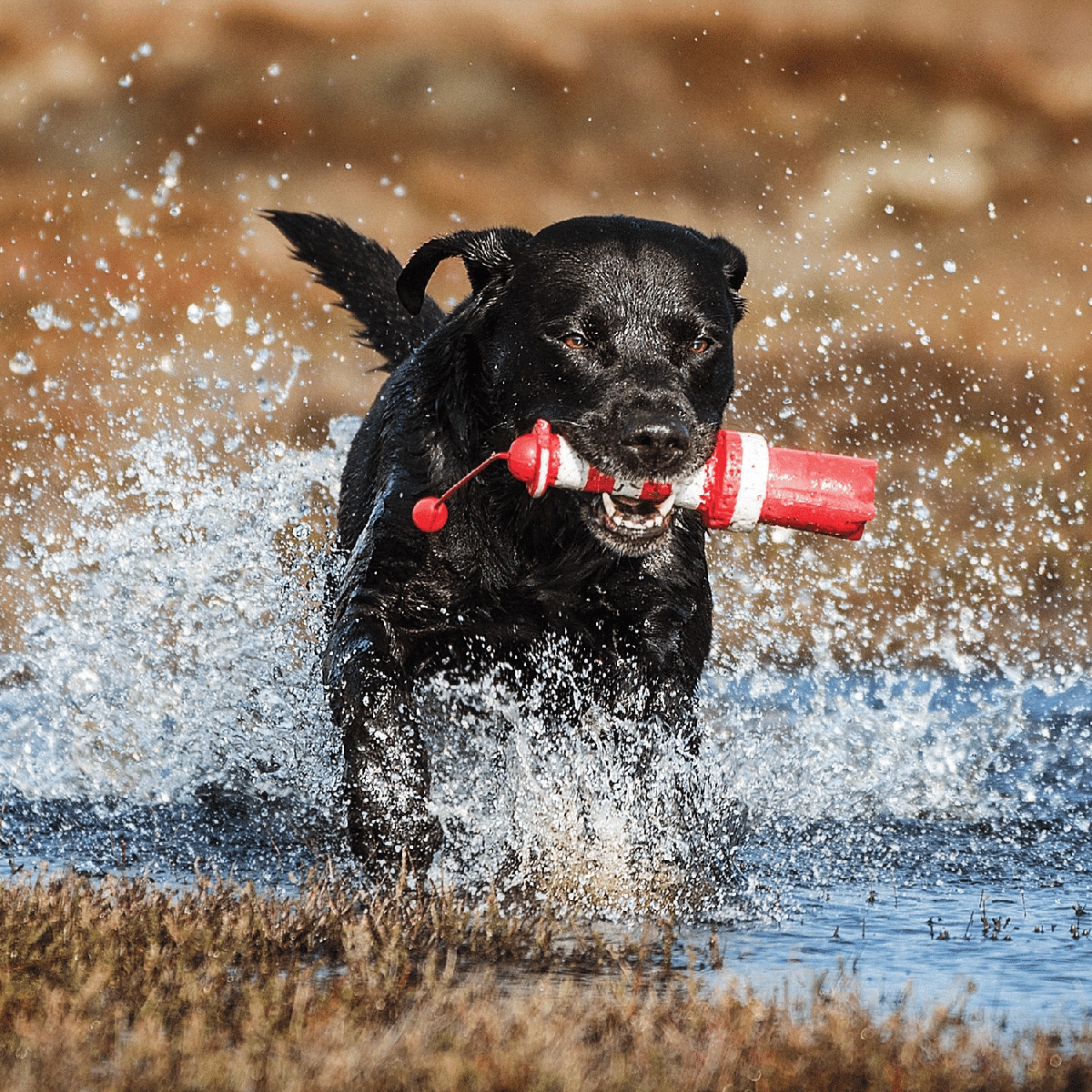 Rogz Majakka kelluva lelu vedessä juoksevan koiran suussa.