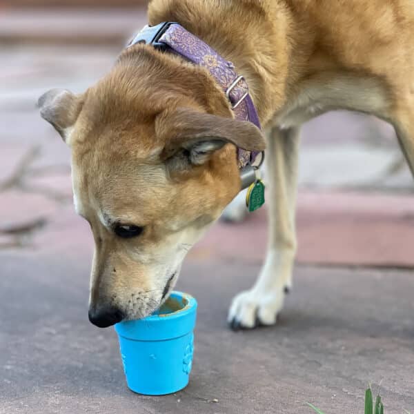 SodaPup Flower Pot sininen nuolukuppi, koira syömässä.