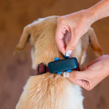 Tractive koiran paikannuslaitteen kiinnitys kaulapantaan. Tummansininen laite.