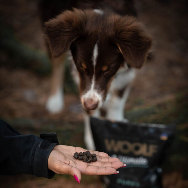 Woolf Ultimate Puppy puolikostea koiranruoka pennuille, tuotepussi, koiranpentu ja nappuloita kädessä.
